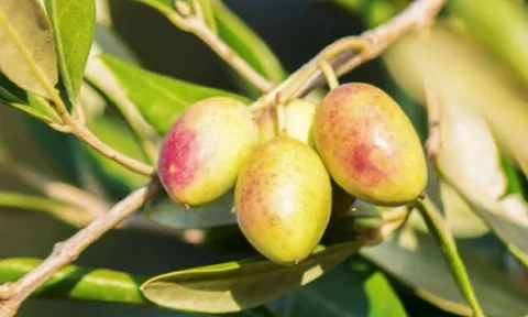 Thương hiệu quốc dân nước Pháp đổ bộ Việt Nam, một xu hướng vượt mốc 21 tỉ đô toàn cầu