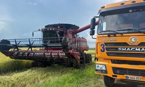 Giống lúa CT16 “Made in Việt Nam” đang gây bão tại Cuba: Vì sao được lựa chọn trồng?