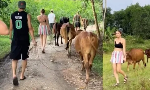 Clip du khách Tây mỗi người chăn một con bò khiến dân mạng thích thú