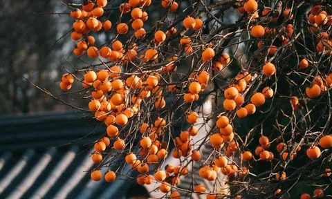 Không phải mê tín: Trồng đúng loài cây mà nhà giàu thích mê, vừa may mắn tài lộc, vừa tốt sức khỏe cả nhà