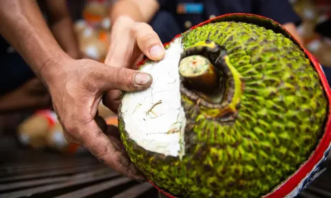 Mít tươi xuất khẩu chính ngạch sang Trung Quốc