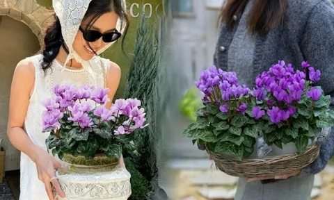 Hoa anh thảo đang hot, vừa dễ trồng lại giúp nhà thêm phúc khí, hoa nở từ Noel đến sau Tết, chị em tha hồ mà chơi