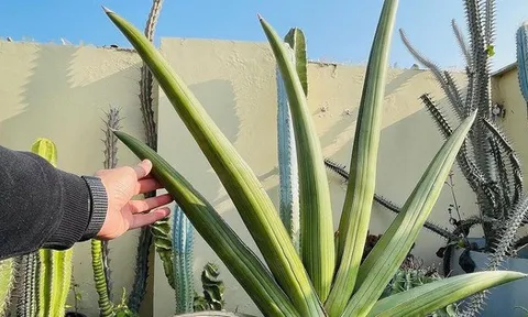 6 cây NASA khuyên trồng trong phòng khách