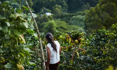 'Vàng nâu' bùng nổ tại một quốc gia chủ chốt BRICS, sản lượng tăng hơn 81% đe dọa vị trí 'ông trùm' số 1 thế giới của Việt Nam