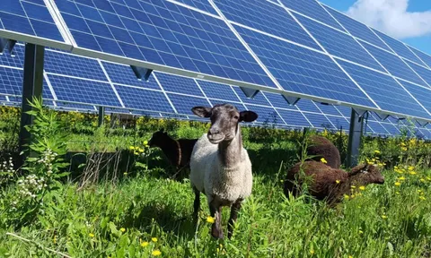 Trang trại điện mặt trời 100 MW và 600 chú cừu: Sự kết hợp bất ngờ