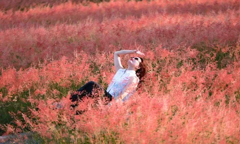 Đồi cỏ hồng như phim Hàn giữa cao nguyên Mộc Châu