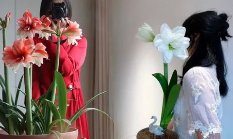 Nhiều chị em đang mê đắm loài hoa này: Cắm bình cũng đẹp, để cả chậu cũng sang, Tết nhìn là thấy giàu