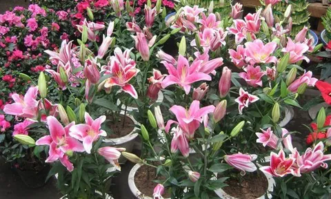 Người xưa dặn: 4 loại hoa chỉ nên để ngoài hiên – mang vào phòng khách là “tán khí, thất lộc”, tài vận xuống dốc lúc nào không hay