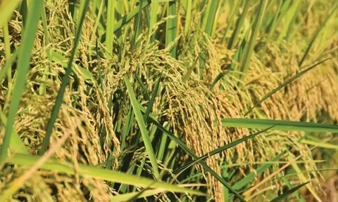 Giá gạo lao dốc, Thái Lan bất ngờ tìm ra một vị cứu tinh tại châu Á: Xuất khẩu gấp 6 lần năm trước cộng lại, là quốc gia đang thiếu hụt trầm trọng