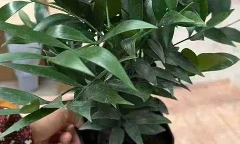 Không phải kim tiền, đây mới là 4 loại cây mà người giàu thích đặt ngay trong phòng khách: Vừa đẹp sang, vừa may mắn