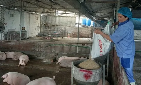 Giá heo hơi nóng trở lại trước Tết