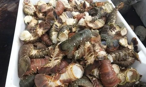 Tôm hùm chết hàng loạt trong mưa lũ, người nuôi “ôm đầu”!