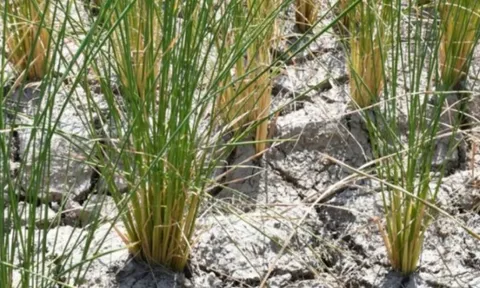 Một quốc gia Đông Nam Á thông báo vừa đón tin vui từ xuất khẩu gạo: Đã xuất khẩu sang 72 thị trường, sắp trở thành đối thủ của Việt Nam, Thái Lan tại Philippines