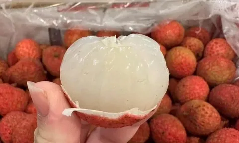 Vải thiều Úc giá gần 5 triệu/thùng 5 kg ở Việt Nam