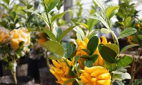 Cây cảnh "quý hơn vàng ròng": Quả óng ánh, dáng tay Phật, nhà giàu đua nhau săn chơi Tết