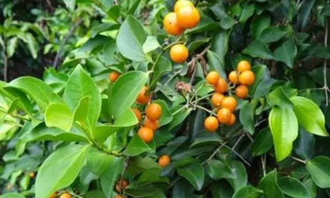 5 loại cây không nên trồng ở trước cửa nhà, gia chủ cố tình trồng thì hậu quả khôn lường