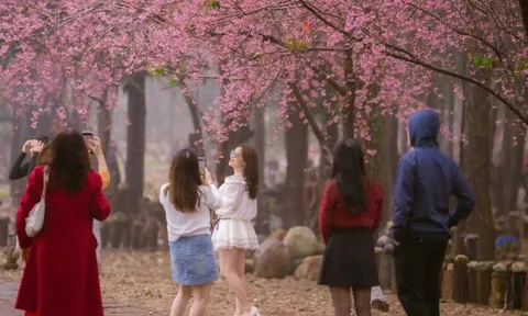 Du khách nườm nượp đổ về Măng Đen ngắm hoa anh đào nở rộ