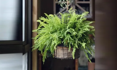 4 loại cây "nhả oxy ban đêm" nhà nào cũng nên có: Đặt đúng vị trí, tăng vượng khí, làm gì cũng thuận