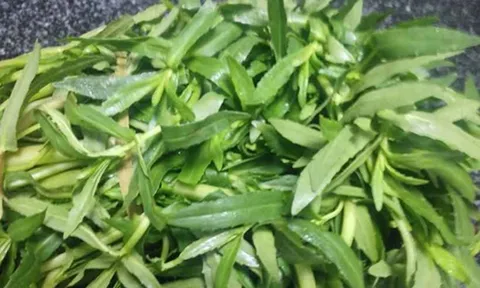 2 loại rau "khoái khẩu" của người Việt mùa se lạnh dễ là "ổ sán", nhất là cái số 1 ngoài chợ có đầy