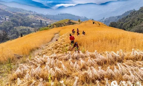Phát minh của Trung Quốc làm rung chuyển ngành nông nghiệp: tạo giống lúa năng suất cao nhưng chi phí thấp, đã trồng gần 1 triệu ha