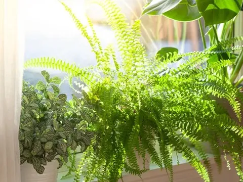 Cây dương xỉ và cây dâu tằm: Nhiều nhà đang trồng mà không biết đây là hai loài bị phong thủy đại kỵ
