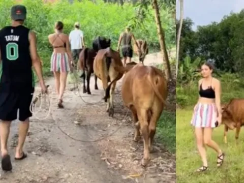 Clip du khách Tây mỗi người chăn một con bò khiến dân mạng thích thú