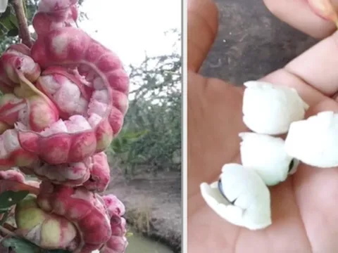 Loại quả được trả trăm ngàn 1kg nhưng chủ vườn nhất quyết không bán, người miền Tây nhìn là biết ngay