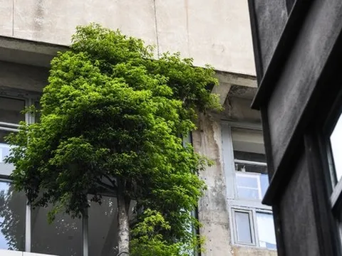 Ban công đặt 5 thứ này, vận may bị chặn đứng, làm mãi không thấy khá