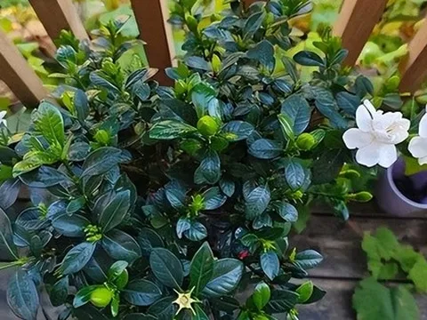 “Hoa âm không thể vào nhà dương”: 5 loại hoa tưởng đẹp nhưng dễ khiến nhà bạn bí bách, hao tài, nên dọn ra ngay