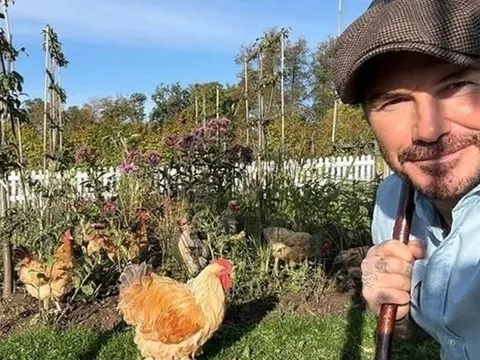 David Beckham "bỏ phố về quê", trồng rau nuôi gà, tận hưởng cuộc sống bình dị giữa điền trang triệu đô