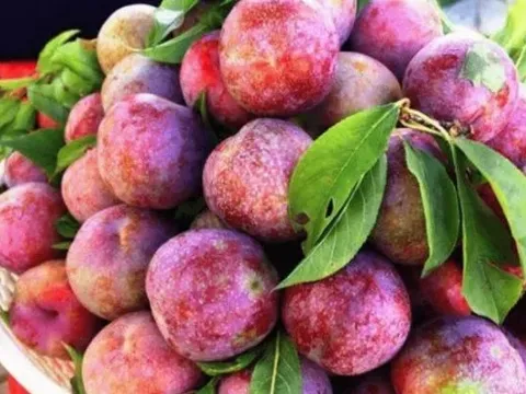 Quả mận: Có thể ổn định đường huyết tự nhiên mà ít người biết