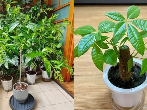 Phong thủy cảnh báo: 5 loại cây tuyệt đối không nên đặt ở phòng khách, kẻo “rước xui xẻo” và mất lộc trong nhà