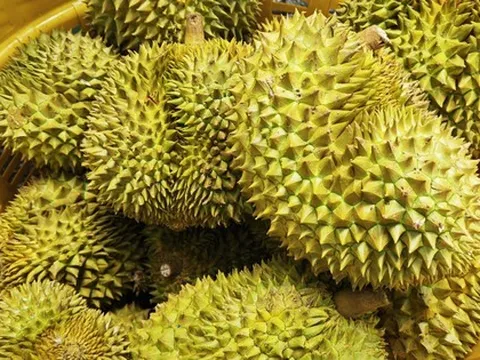 Lời cảnh tỉnh cho ngành sầu riêng