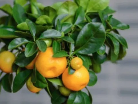 4 loại cây tạo ra luồng khí hút tài lộc, giúp gia chủ khỏe mạnh