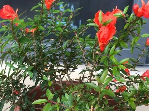 Trồng 1 trong 5 loại hoa này trước cửa, 9/10 gia đình đều “đón lộc vào nhà”