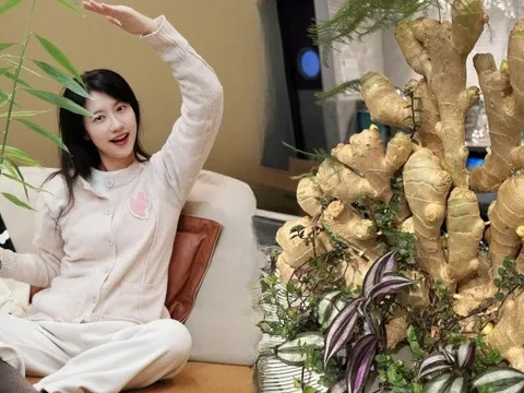 Thú trồng gừng bonsai trải dài từ MXH Trung về đến MXH Việt, ai cũng mê mẩn vì vừa làm sạch không khí vừa "hút tài lộc ầm ầm"