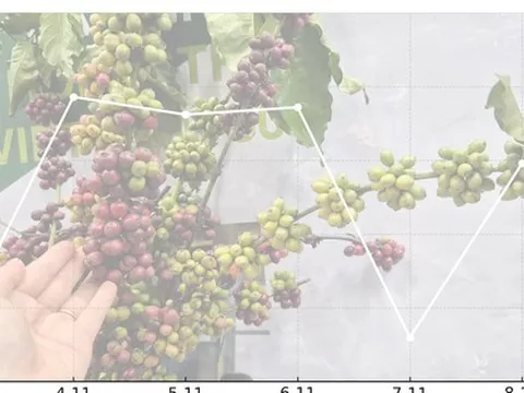 Giá cà phê hôm nay 8 -11: Quay đầu tăng mạnh