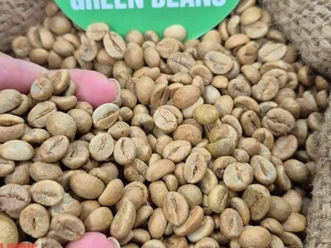 Giá cà phê hôm nay 9-11: Ai là vua xuất khẩu cà phê?