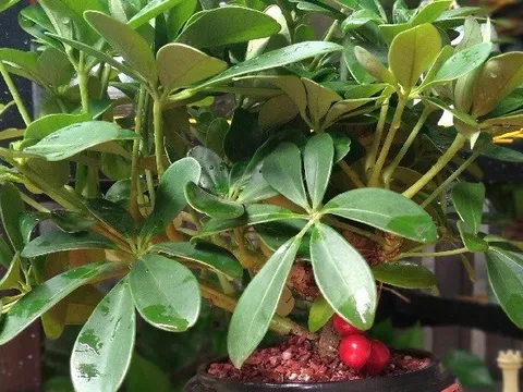 Loài cây "dễ chiều" hơn kim tiền 100 lần, trồng đâu xanh đó, tài lộc kéo vào nhà