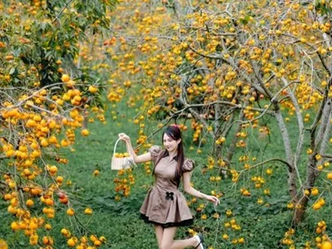 Cao nguyên Mộc Châu rực rỡ mùa hồng chín, níu chân du khách gần xa