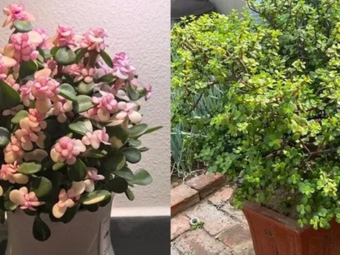 Tôi buộc phải bỏ cây ngọc bích đã trồng suốt 8 năm: Bốn lý do khiến “cây tài lộc” trở thành gánh nặng trong nhà