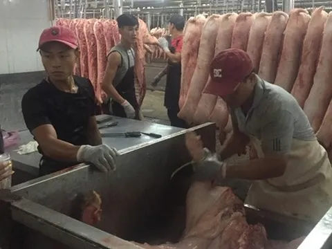 Giá heo cuối năm khó tăng đột biến