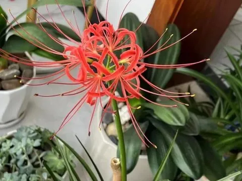 May mắn lắm tôi mới biết để bỏ 5 loại hoa này trong nhà: “Hoa thì tươi, còn người thì không” - nếu nhà bạn có, nên chuyển chúng ra ngoài ngay