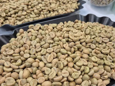 Giá cà phê hôm nay 15 -11: Bốc hơi theo thuế Mỹ