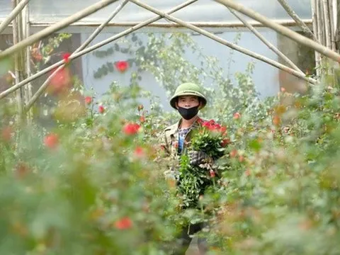 Gần 20-11, nhiều chủ vườn hoa... lo lắng