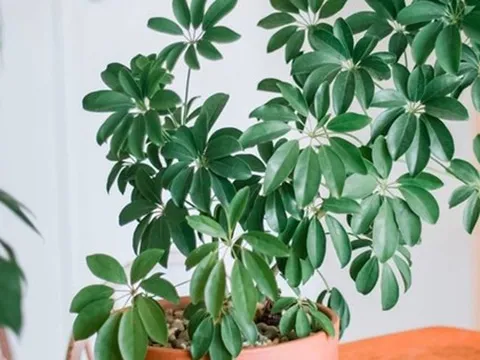 Trong nhà trồng 3 loại cây này tài lộc kéo vào như nước, người giàu cực thích, mang lại may mắn cho gia chủ