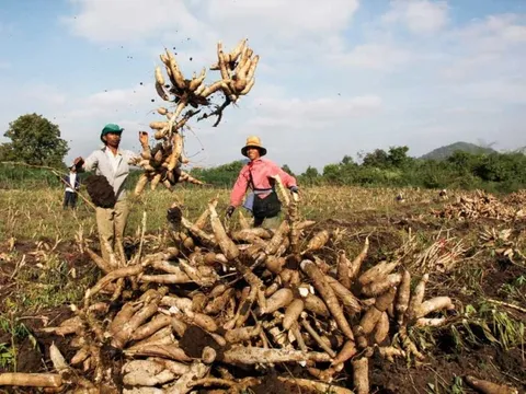 Loại củ được ví như 'vàng trắng' dưới lòng đất, Việt Nam tăng mua 9 triệu tấn từ Campuchia