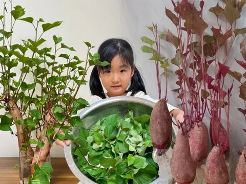 Gừng bonsai lên ngôi nhưng khoai lang thủy canh vẫn hot rần rần: Chị em trồng chơi mà ăn thật cũng “đã cái nư”!