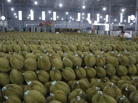 Mua hồ sơ xuất khẩu sầu riêng với giá... hàng trăm triệu đồng!