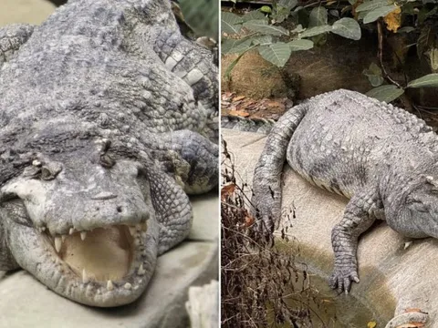 "Nằm im cũng dính đạn": Cá sấu Thảo Cầm Viên được rửa oan và lại gây bão mạng